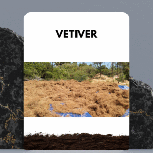 vetiver root by bio version agri services