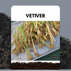 Vetiver Saplings