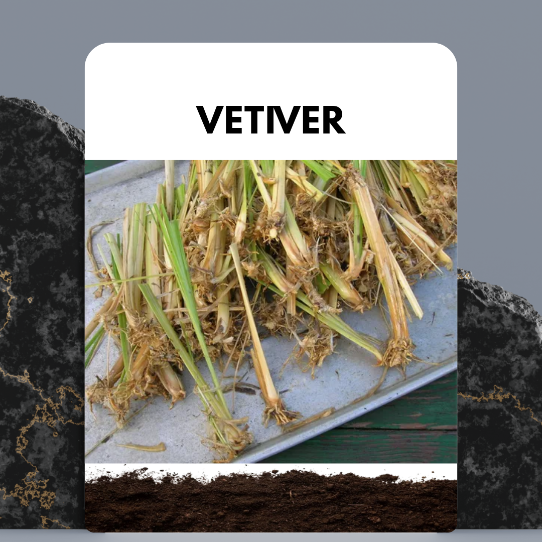 Vetiver Saplings
